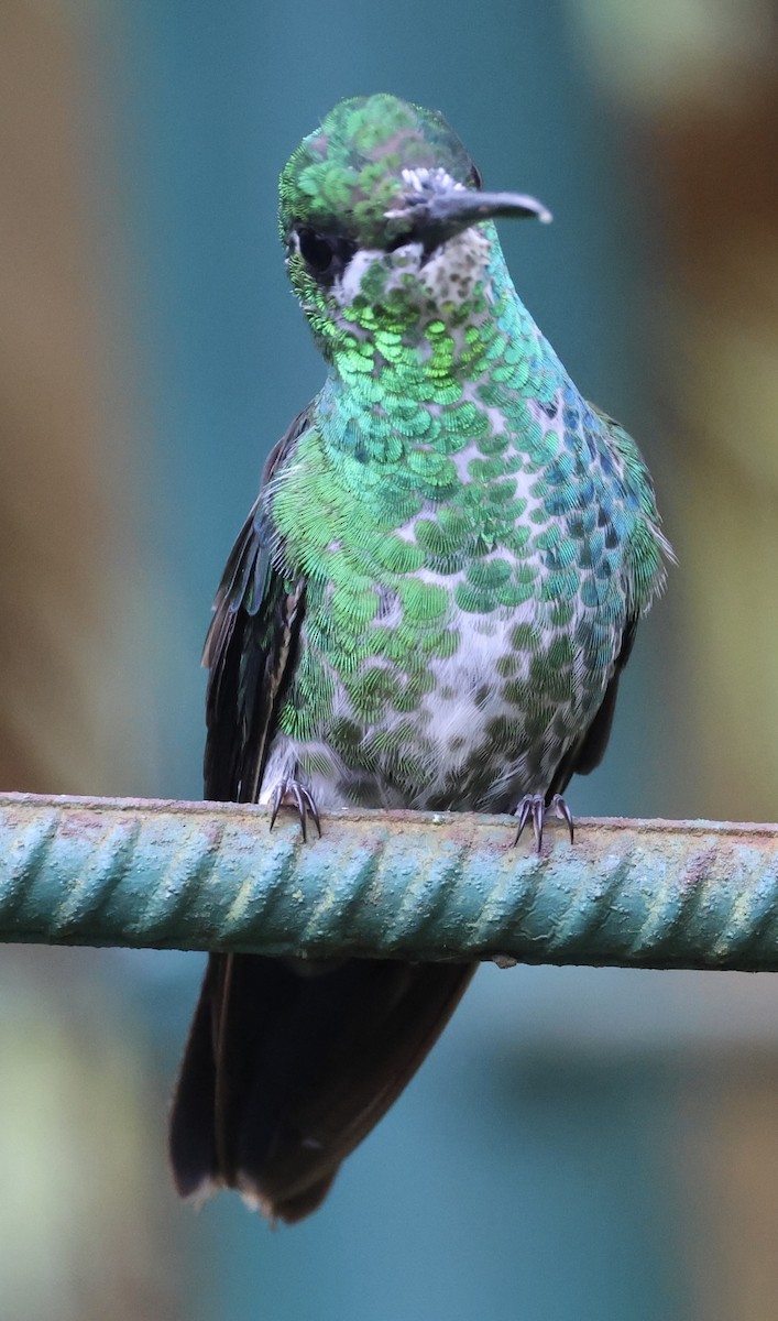 Green-crowned Brilliant - ML620500126