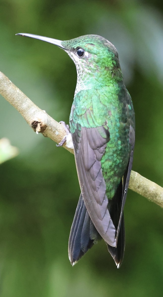 Green-crowned Brilliant - ML620500129