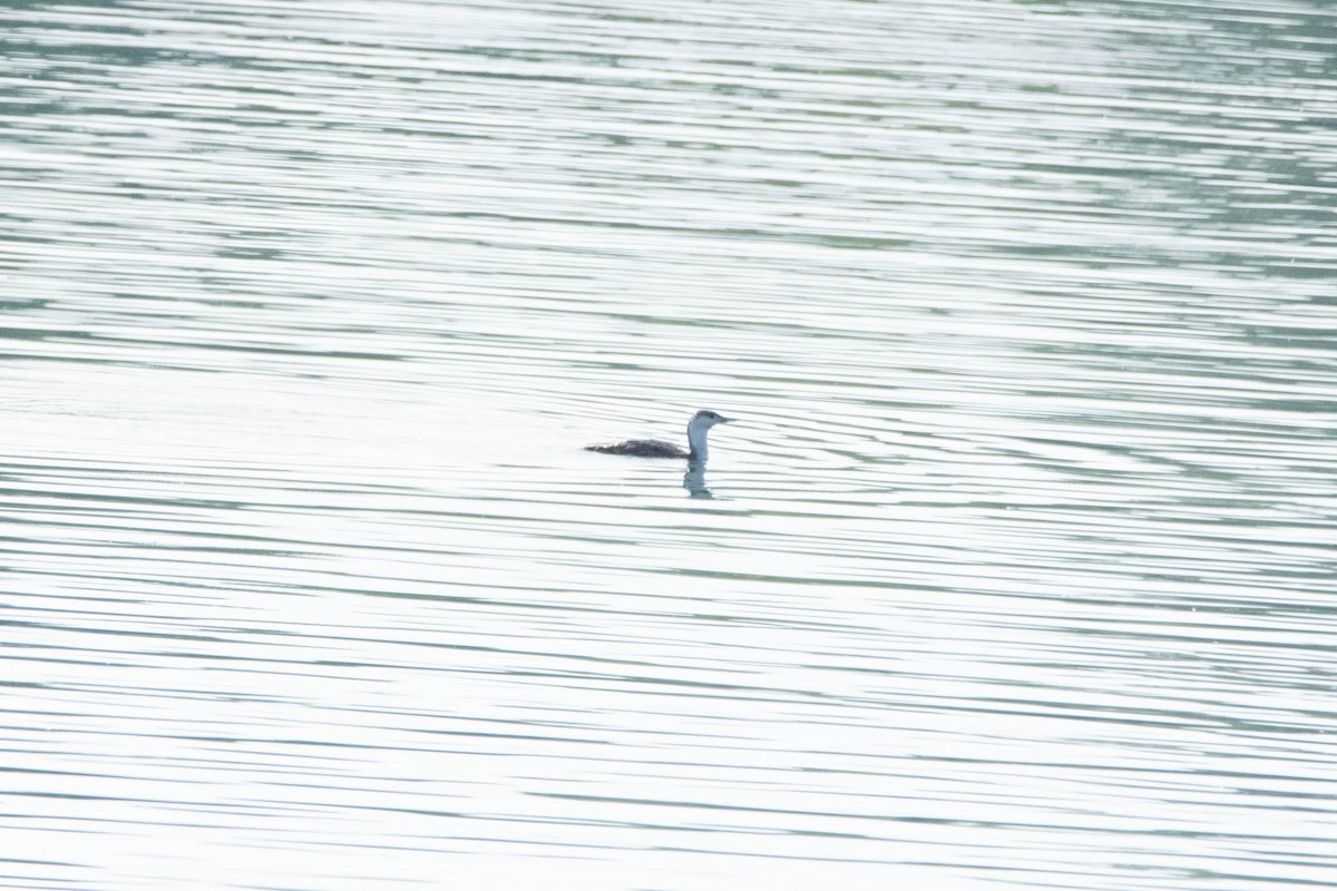 Red-throated Loon - ML620500137