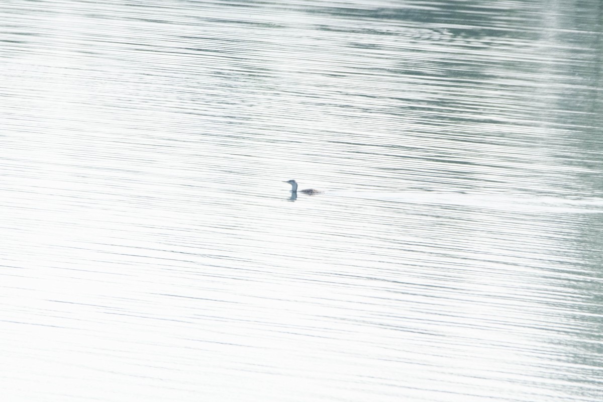 Red-throated Loon - ML620500138
