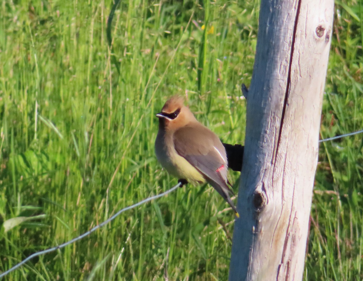 Cedar Waxwing - ML620500140