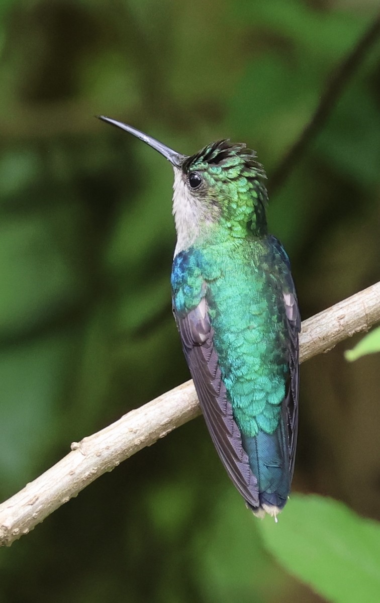 kolibřík vidloocasý - ML620500142