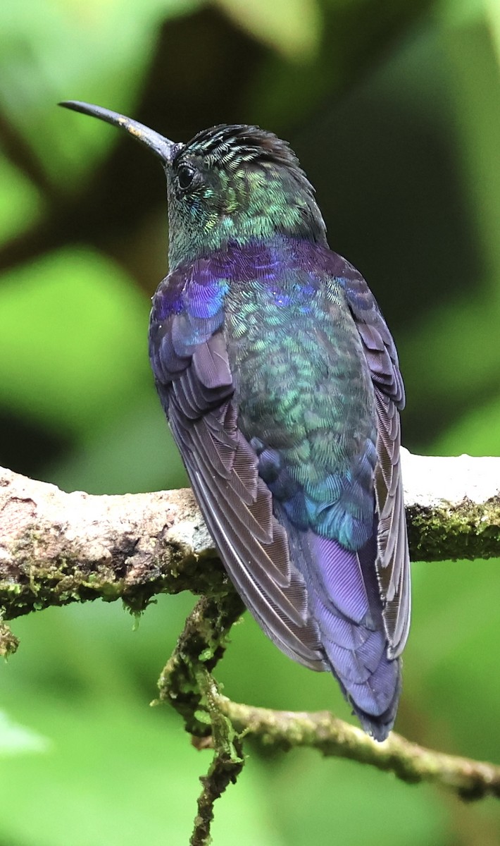 kolibřík vidloocasý - ML620500144