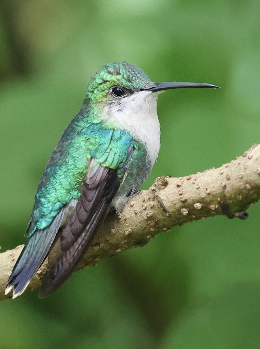 kolibřík vidloocasý - ML620500145