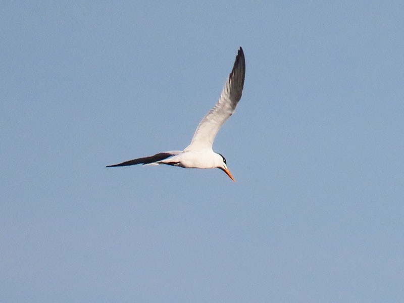 Royal Tern - ML620500146