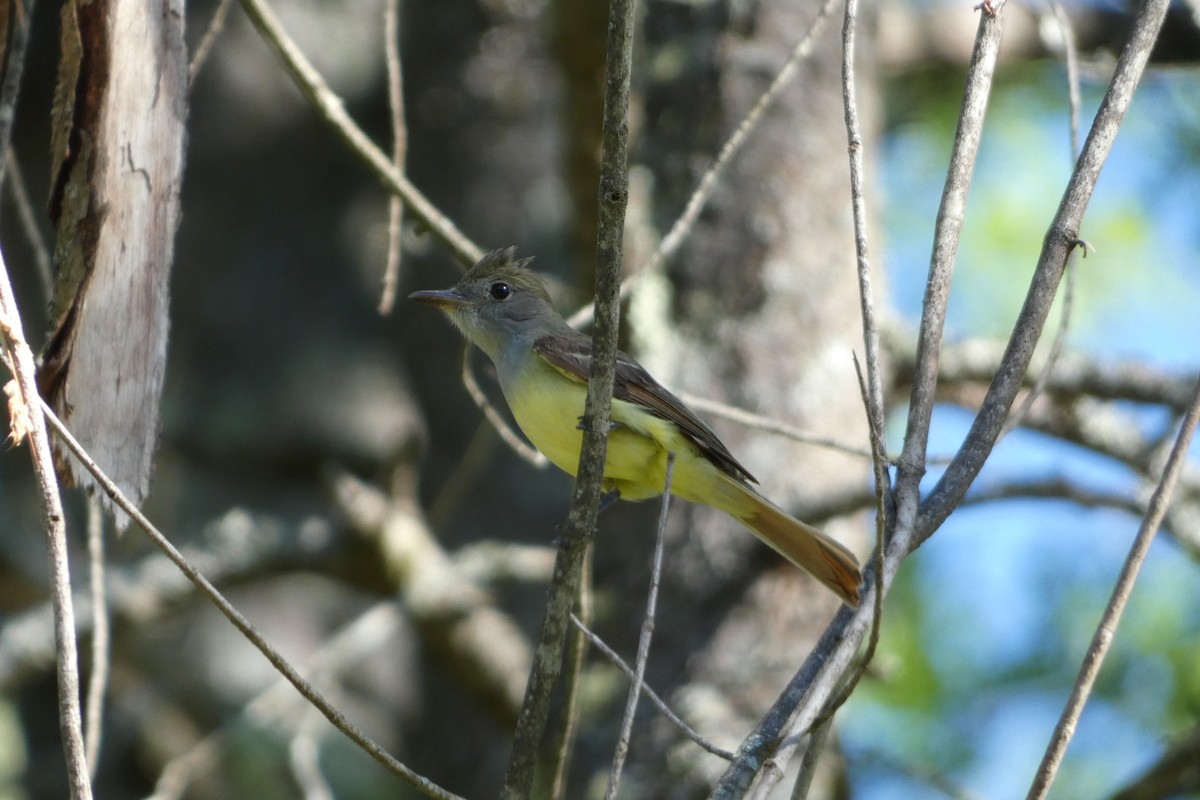 Great Crested Flycatcher - ML620500148