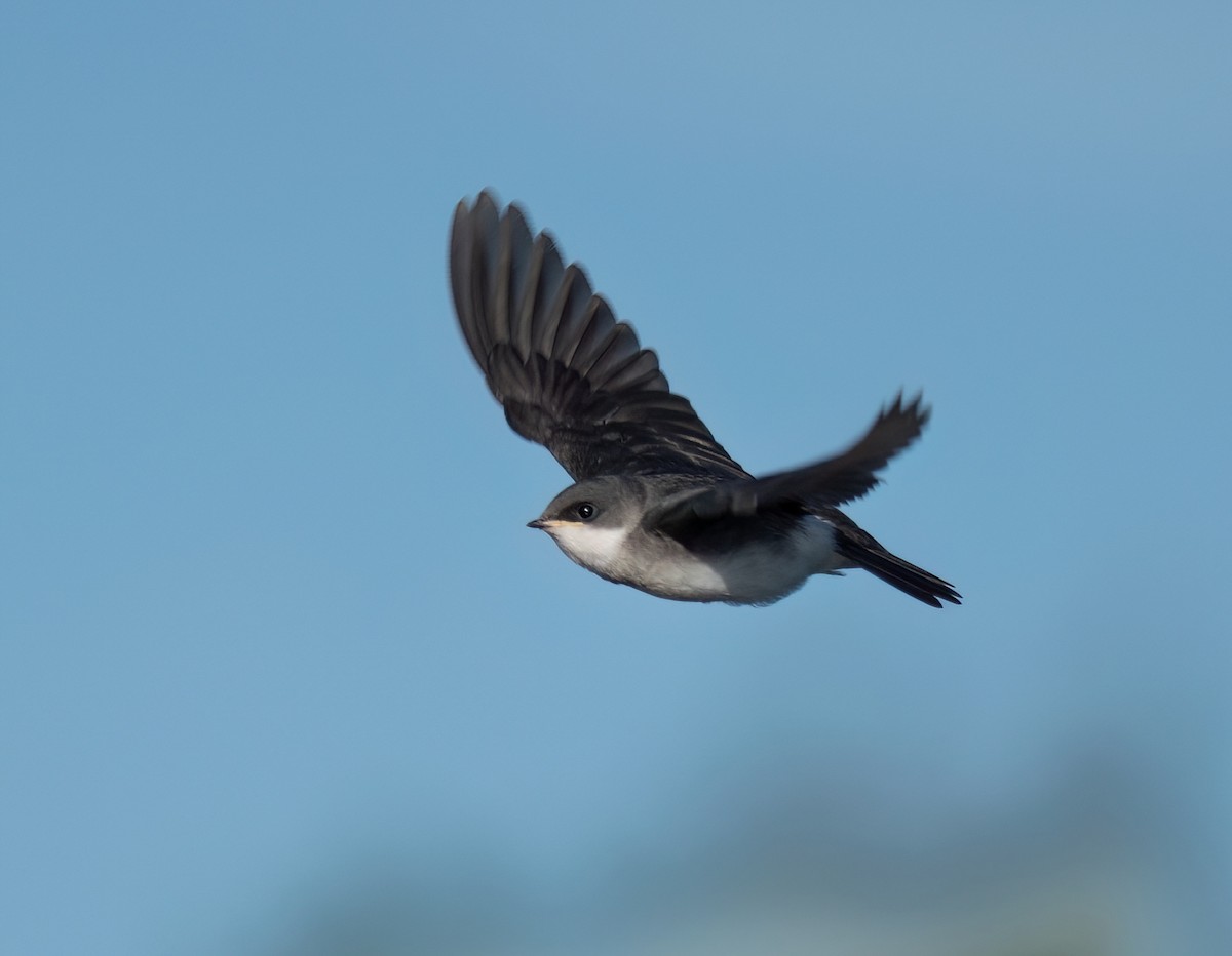 Golondrina Bicolor - ML620500149