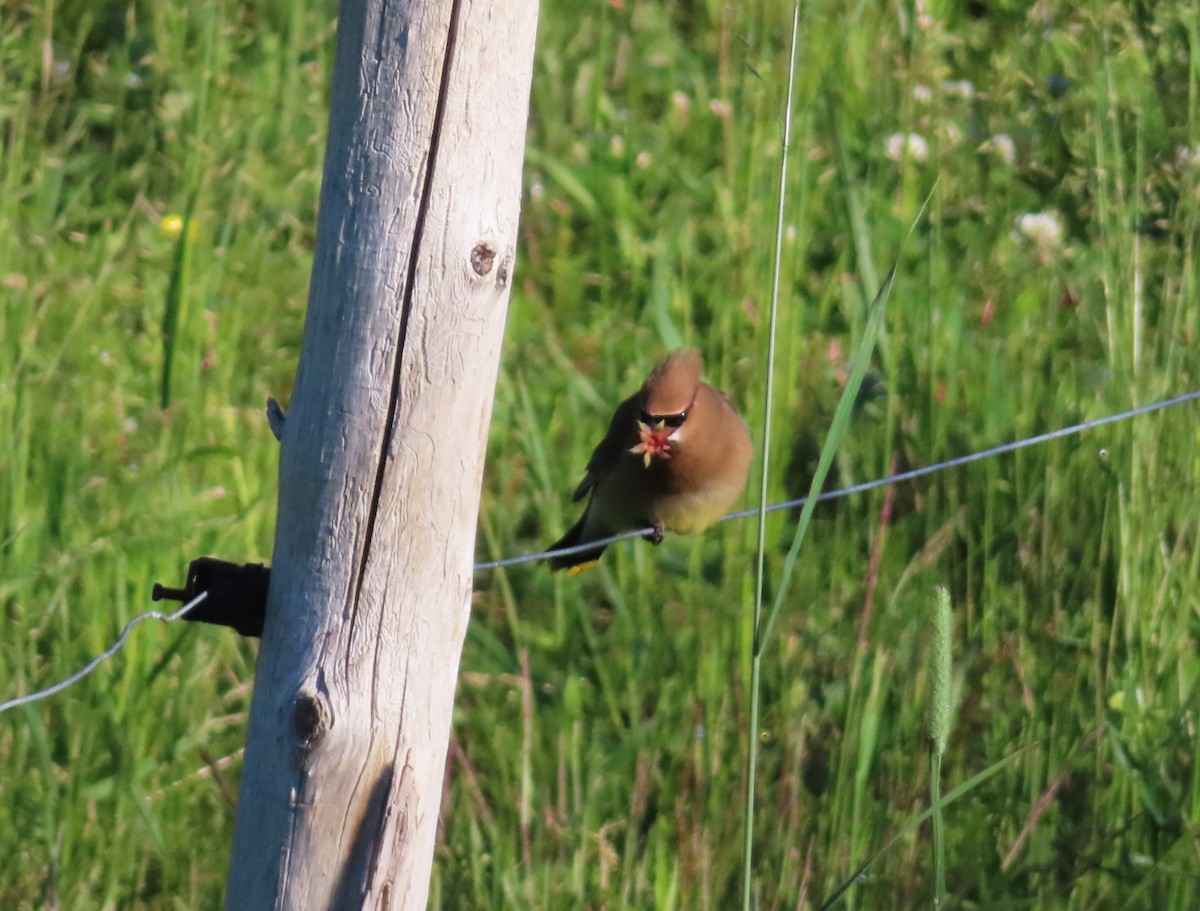 Cedar Waxwing - ML620500152