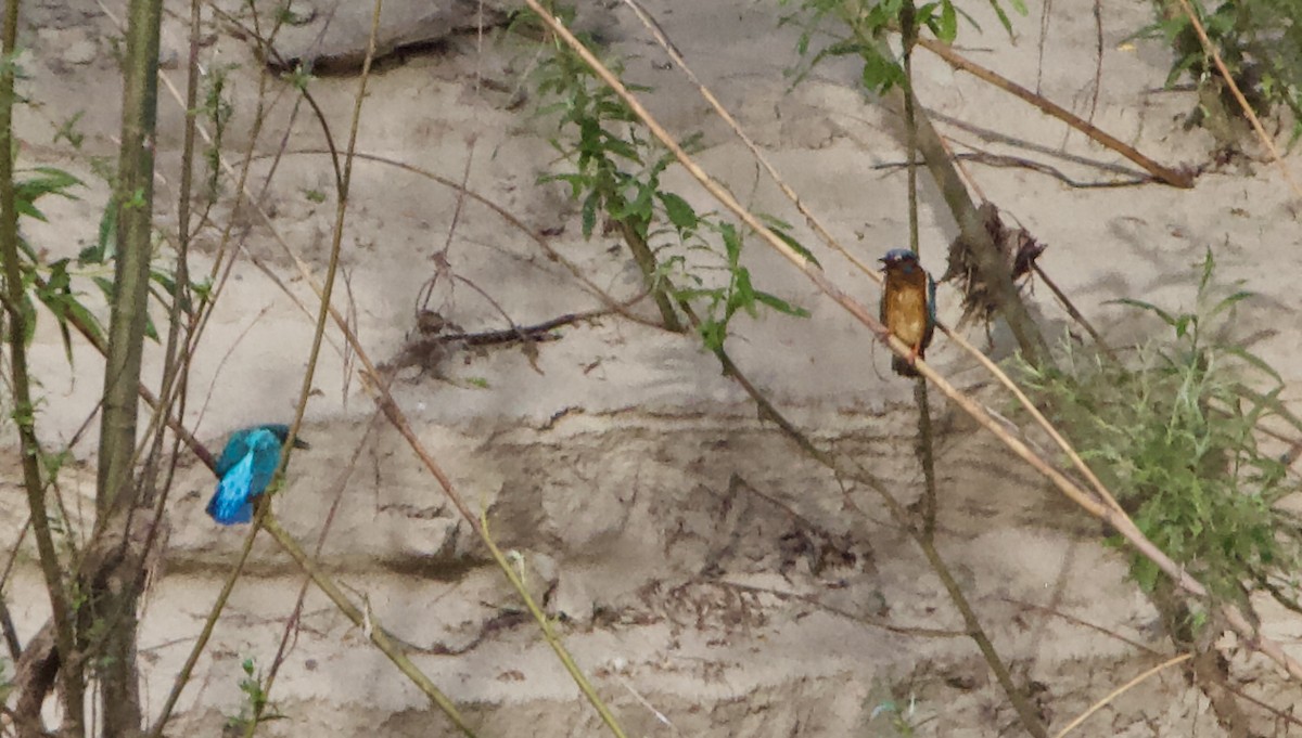 Common Kingfisher - ML620500153