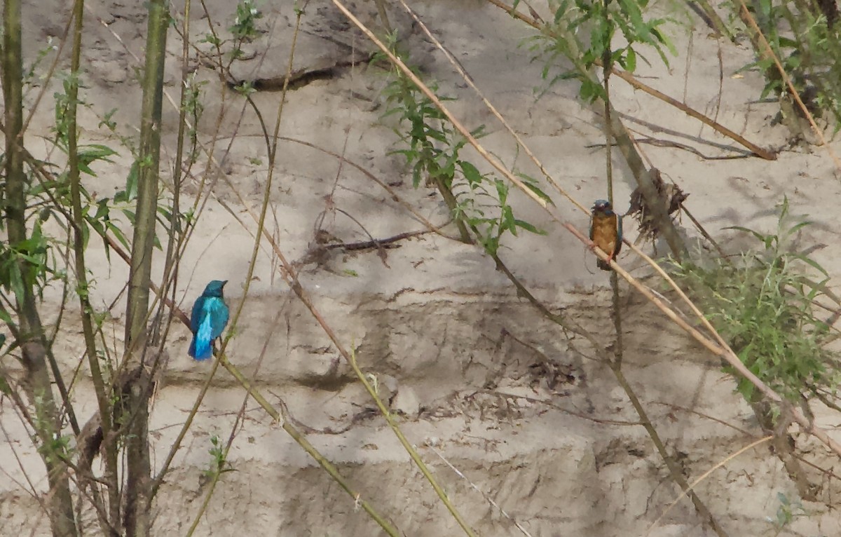 Common Kingfisher - ML620500154