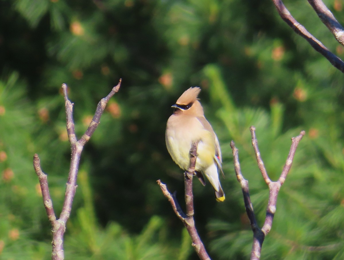 Cedar Waxwing - ML620500155