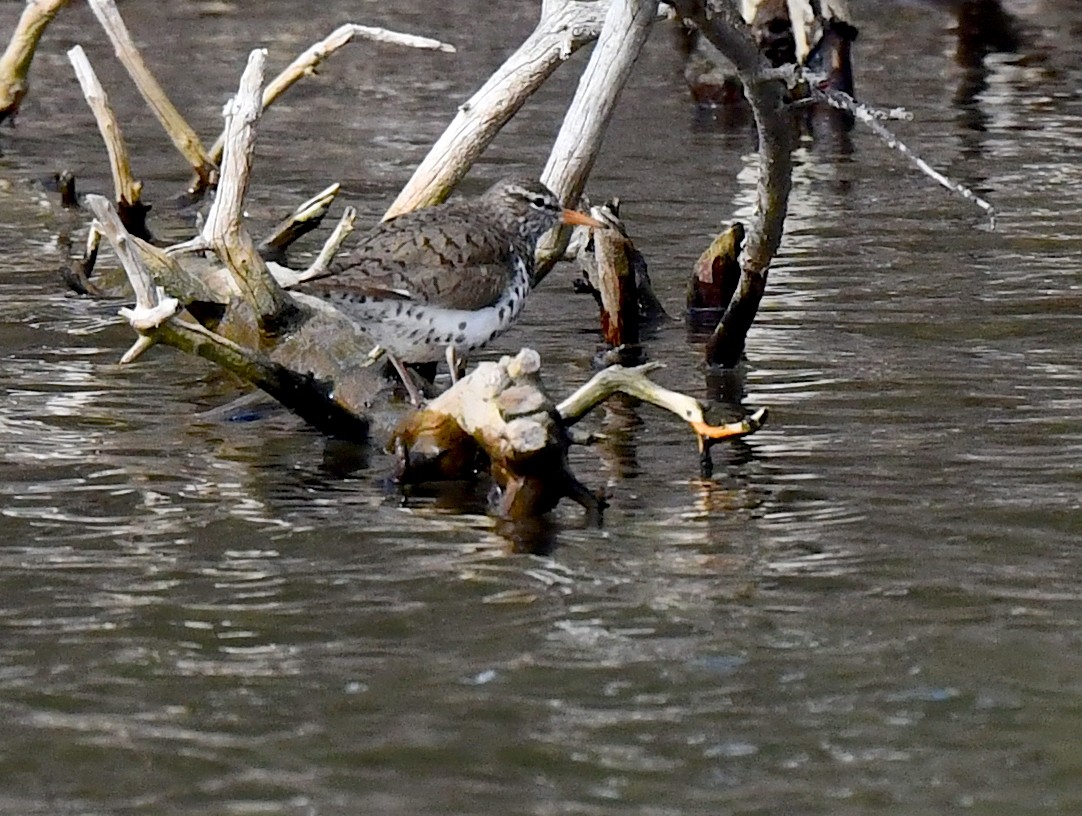 Spotted Sandpiper - ML620500158