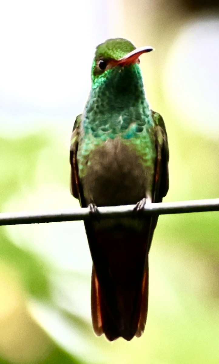 Rufous-tailed Hummingbird - ML620500159