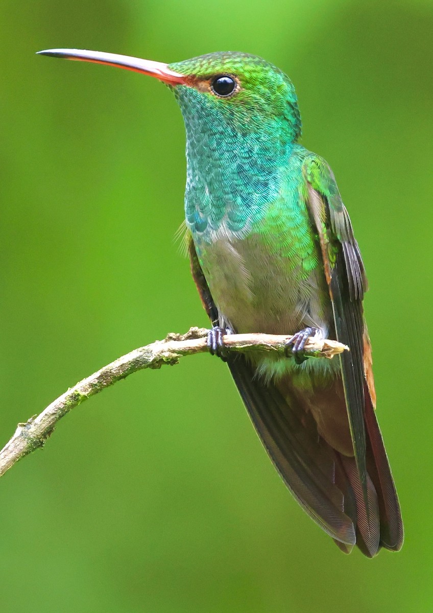 Rufous-tailed Hummingbird - ML620500160