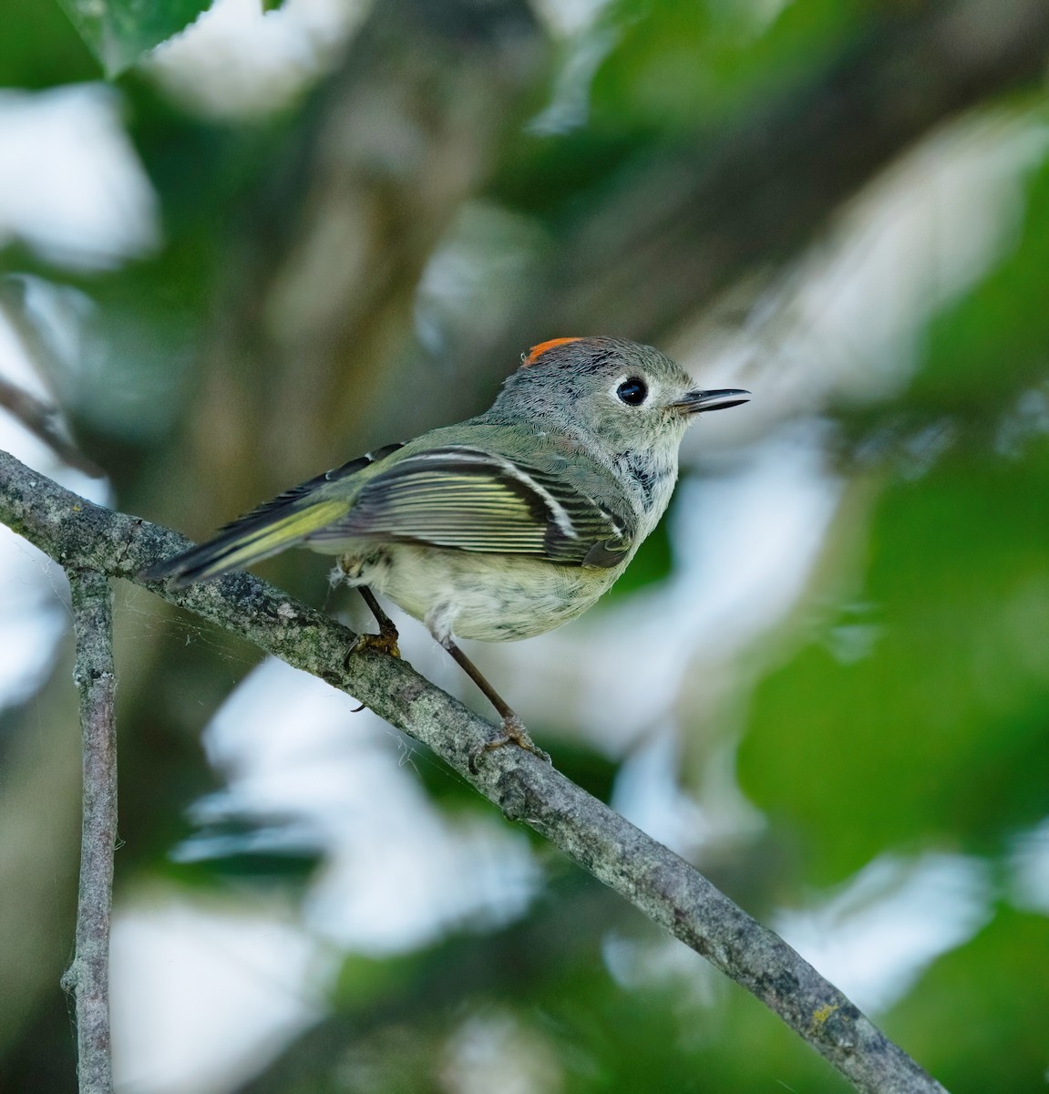 Ruby-crowned Kinglet - ML620500164