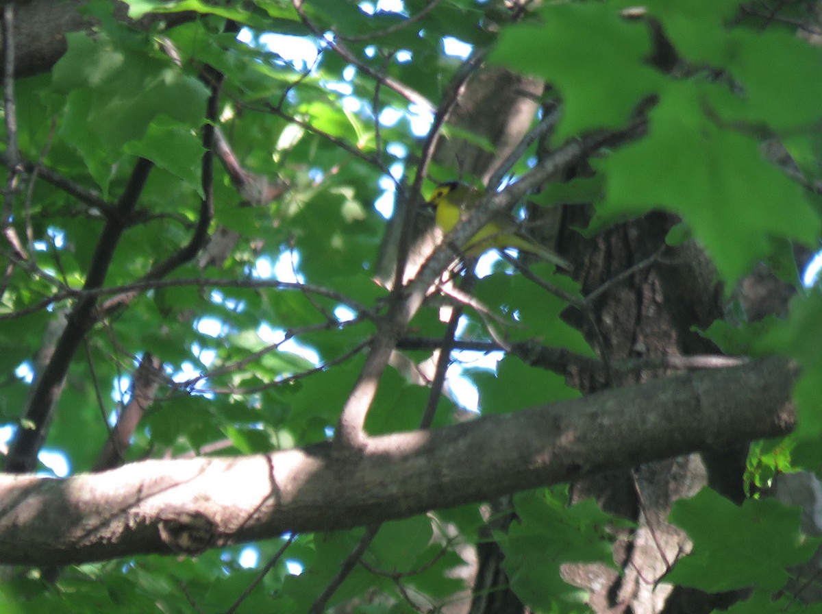 Hooded Warbler - ML620500165