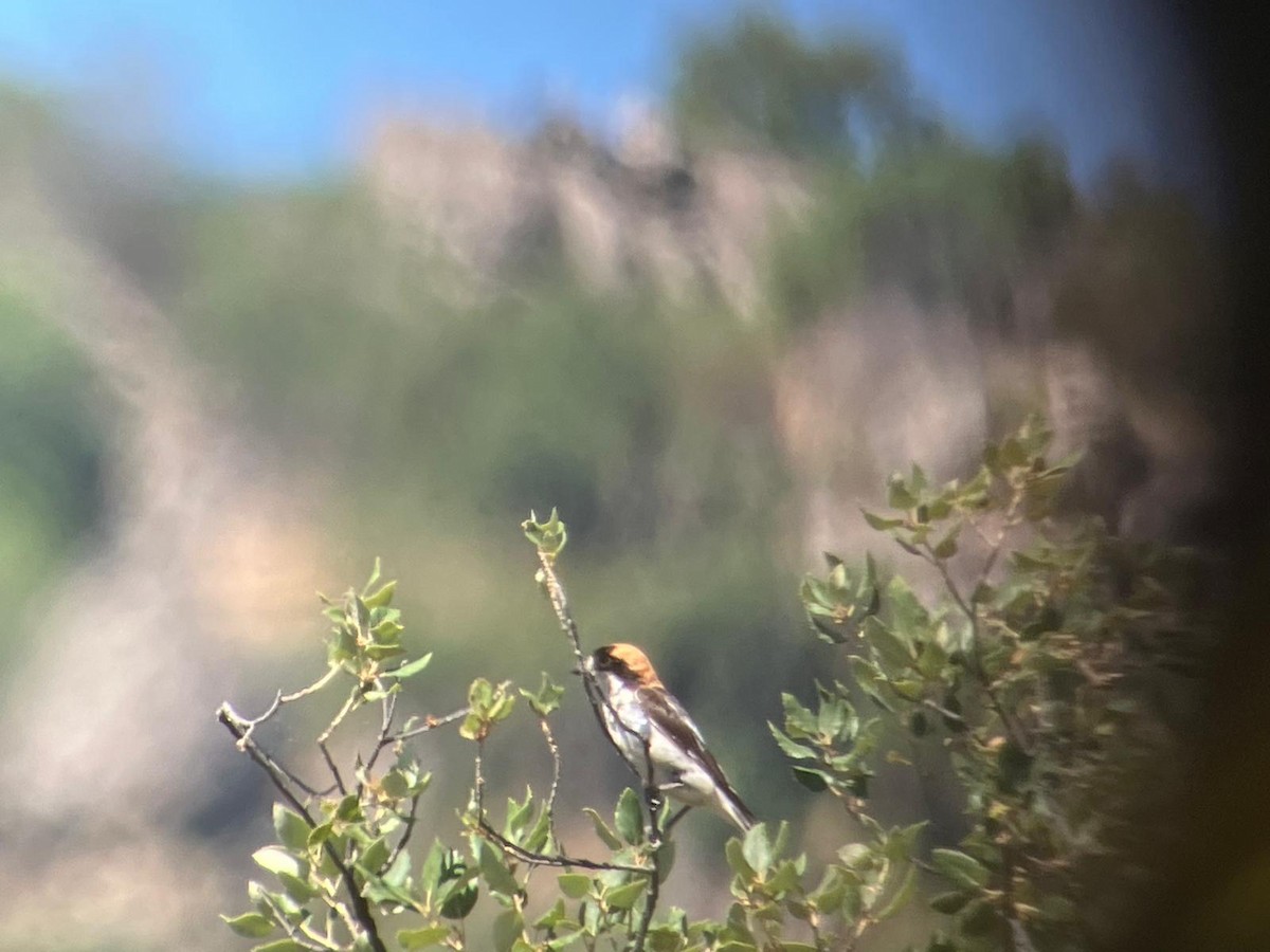 Woodchat Shrike - ML620500167