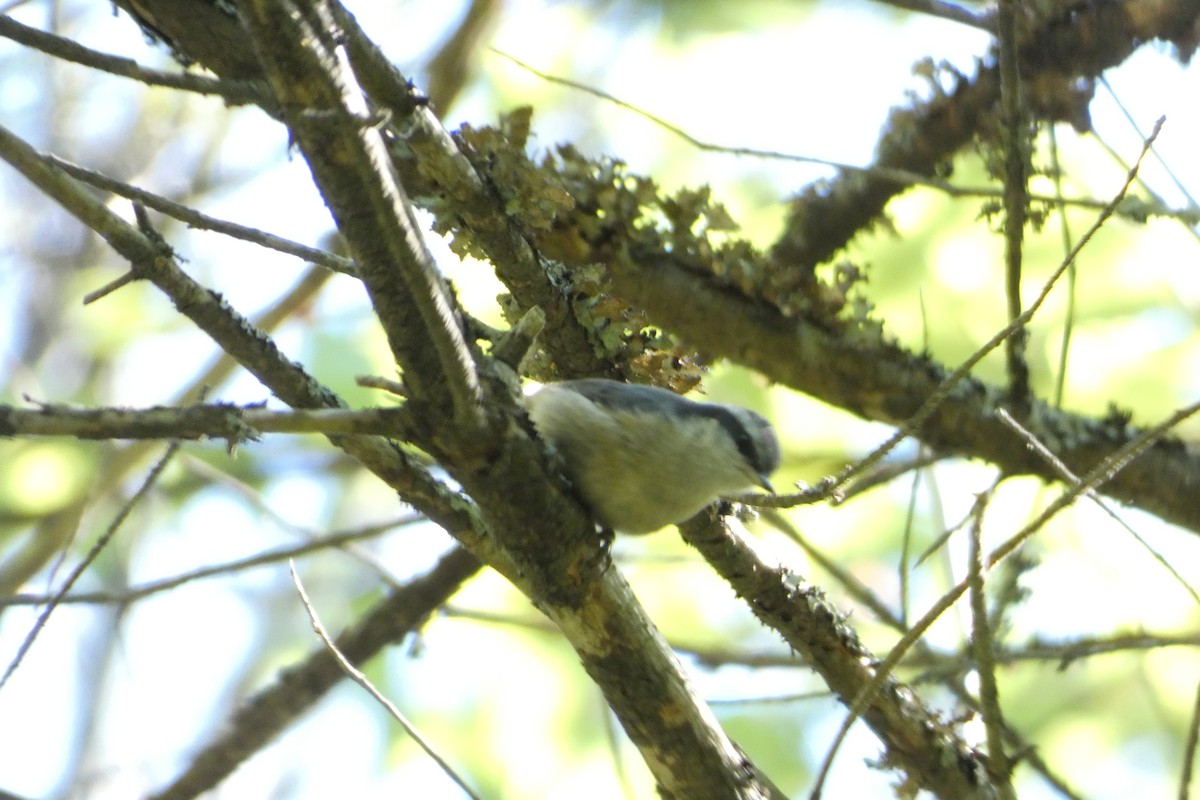 Red-breasted Nuthatch - ML620500173