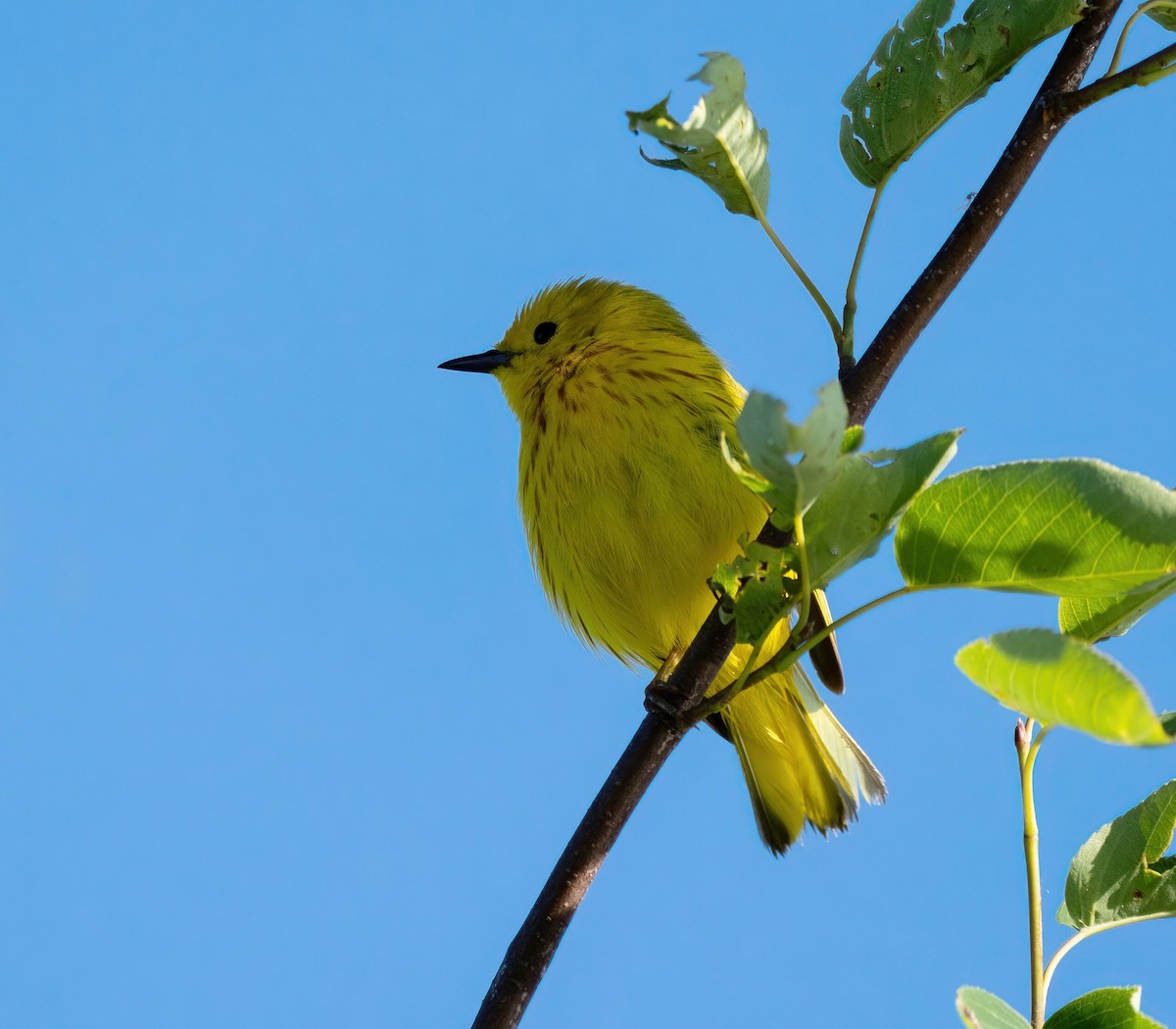 Paruline jaune - ML620500177