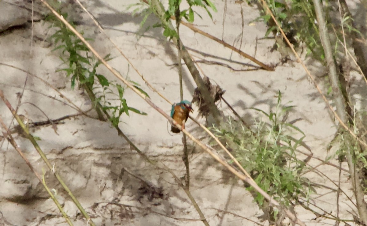 Common Kingfisher - Elena Popova