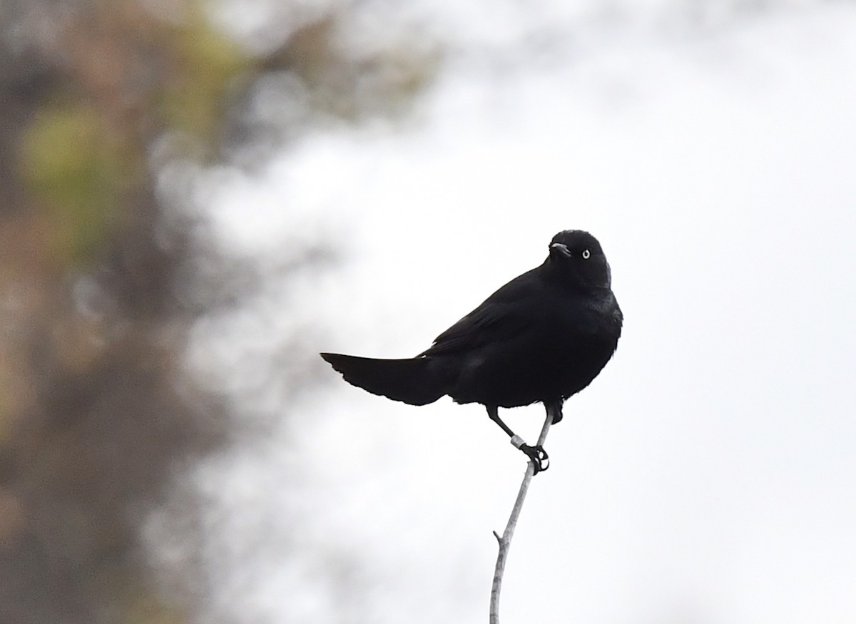 Rusty Blackbird - Kristen Cart