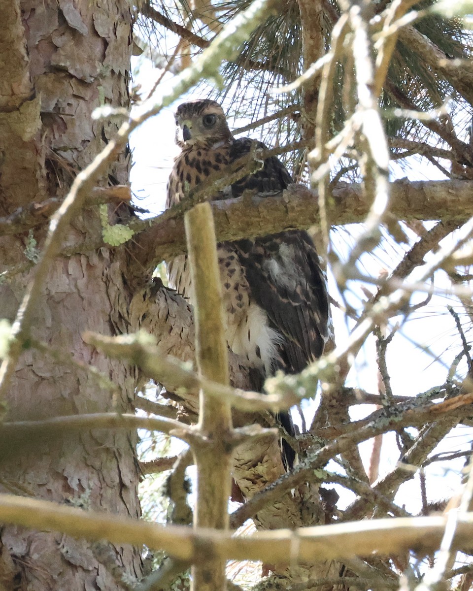 American Goshawk - ML620500196