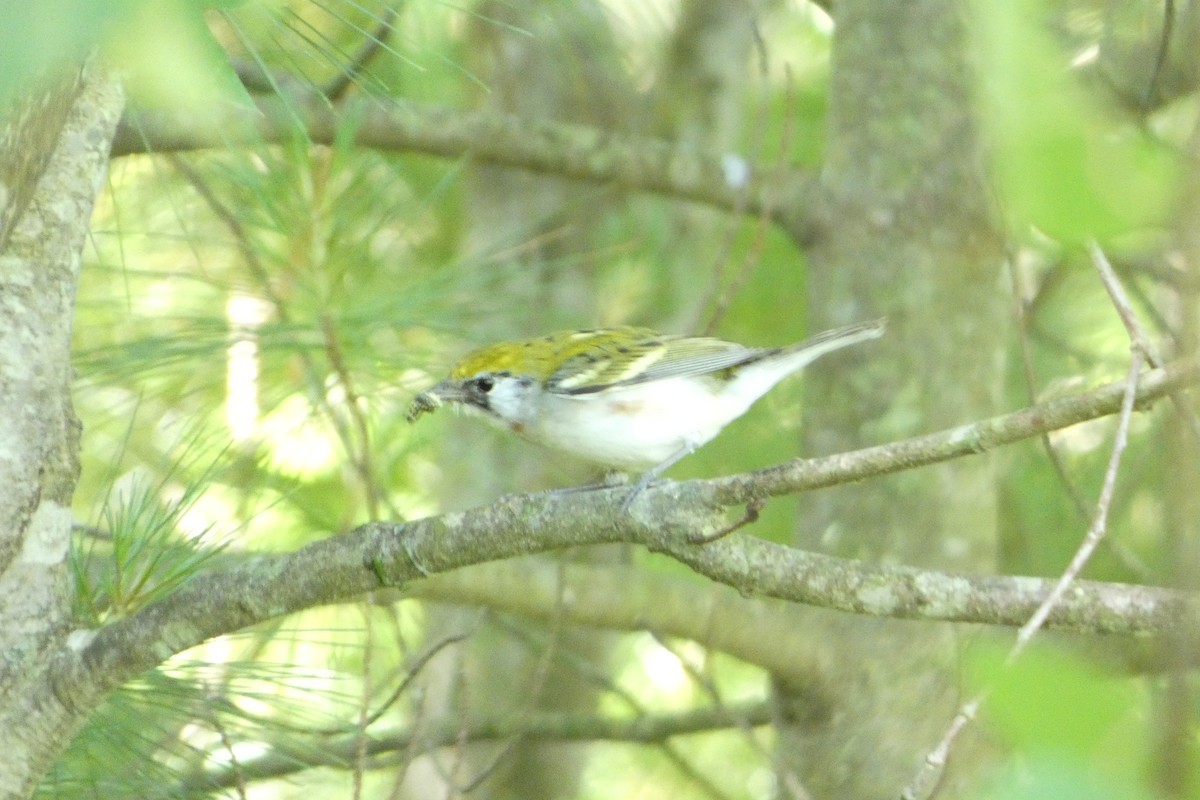 Chestnut-sided Warbler - Joseph Mahoney