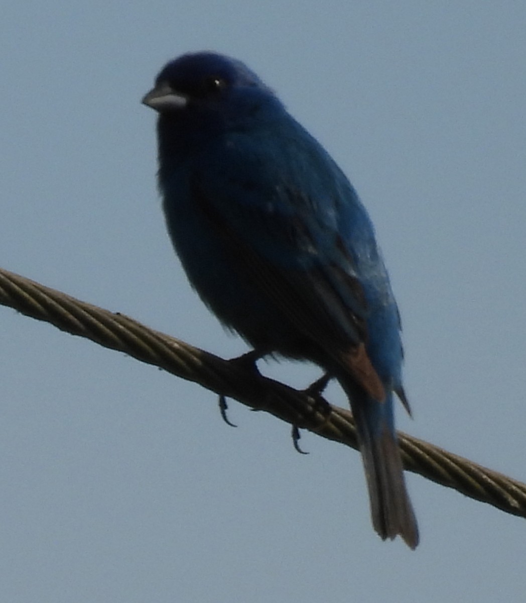 Indigo Bunting - ML620500207