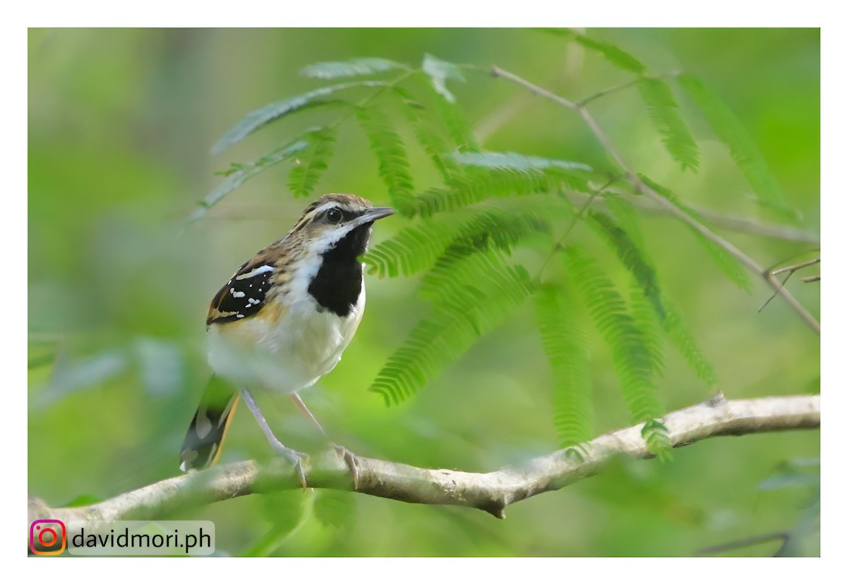 Stripe-backed Antbird - ML620500209