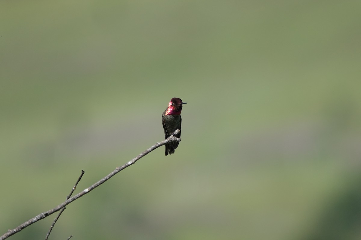 Anna's Hummingbird - Matthew Hunter