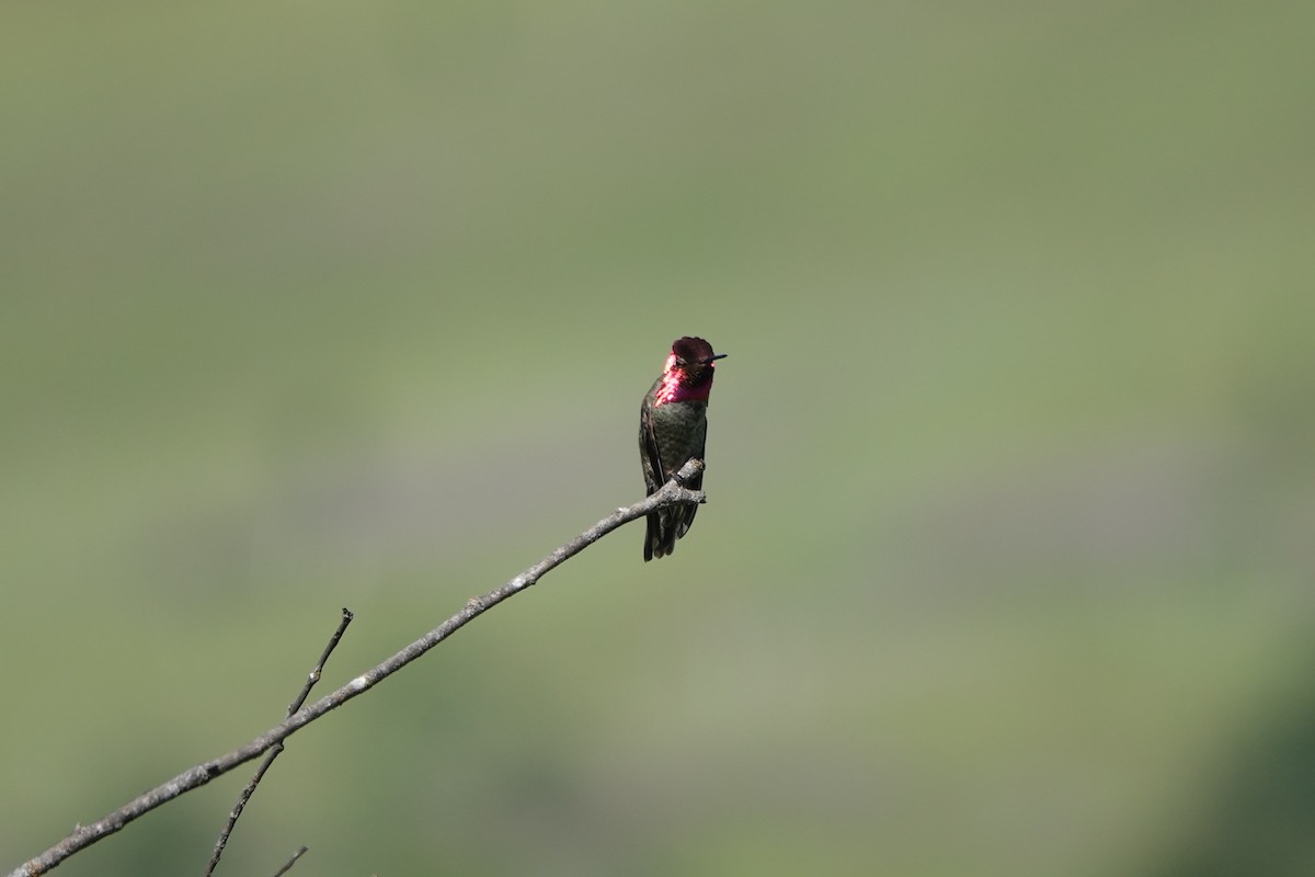 Colibrí de Anna - ML620500213