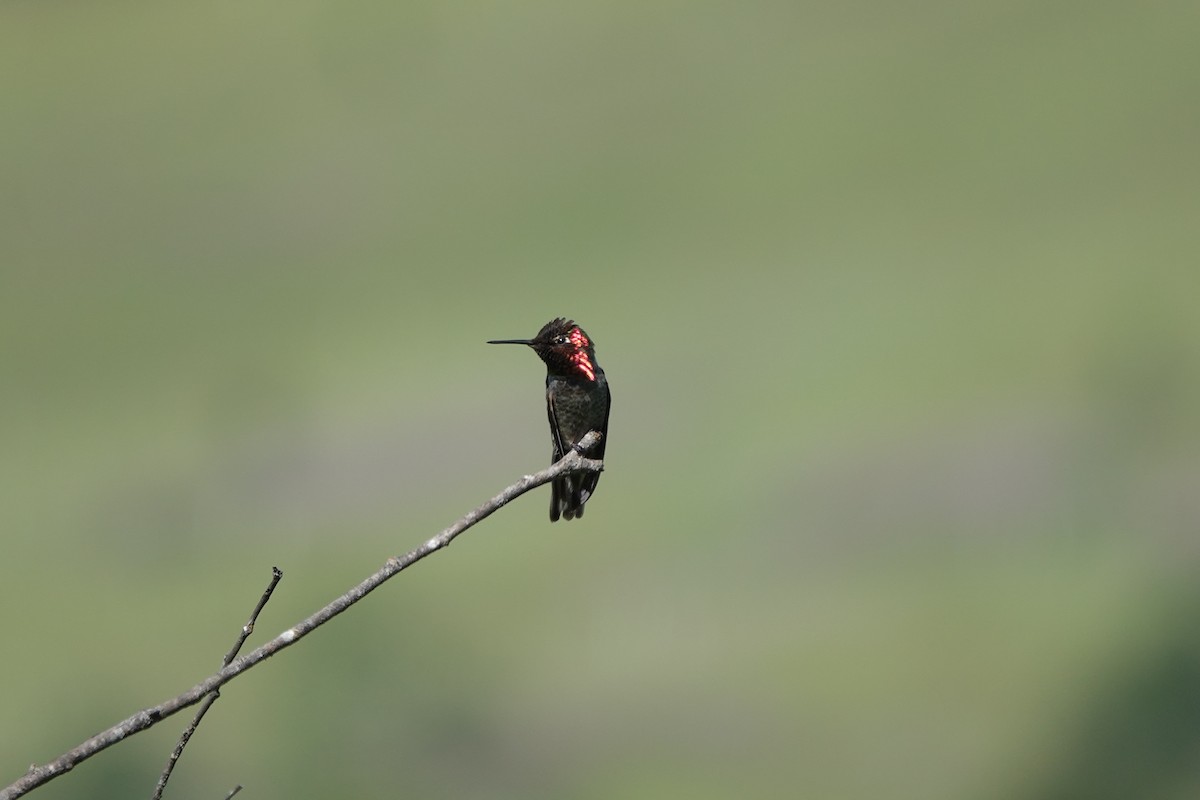 Anna's Hummingbird - ML620500214