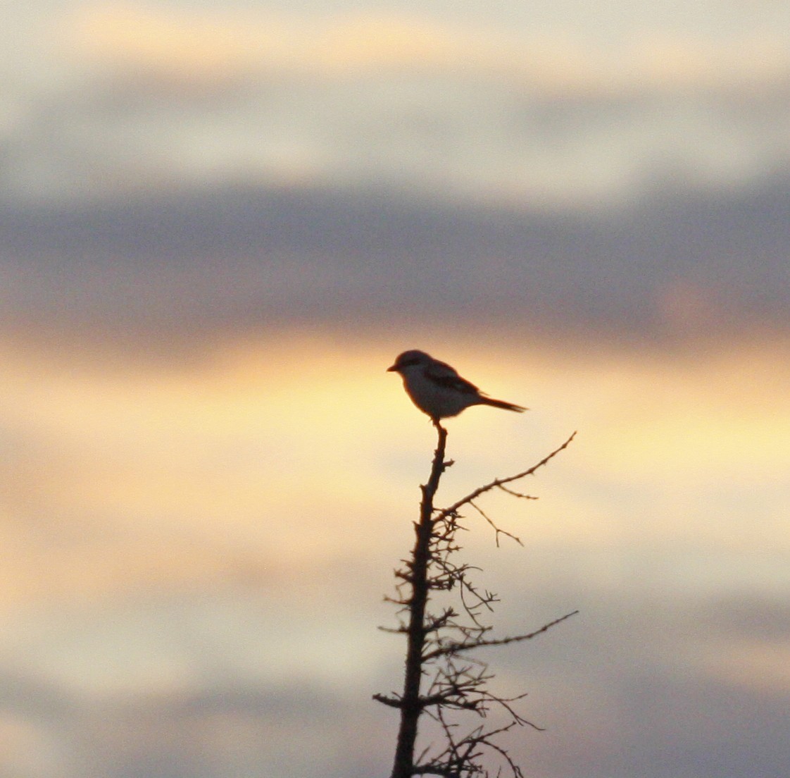 Northern Shrike - ML620500217