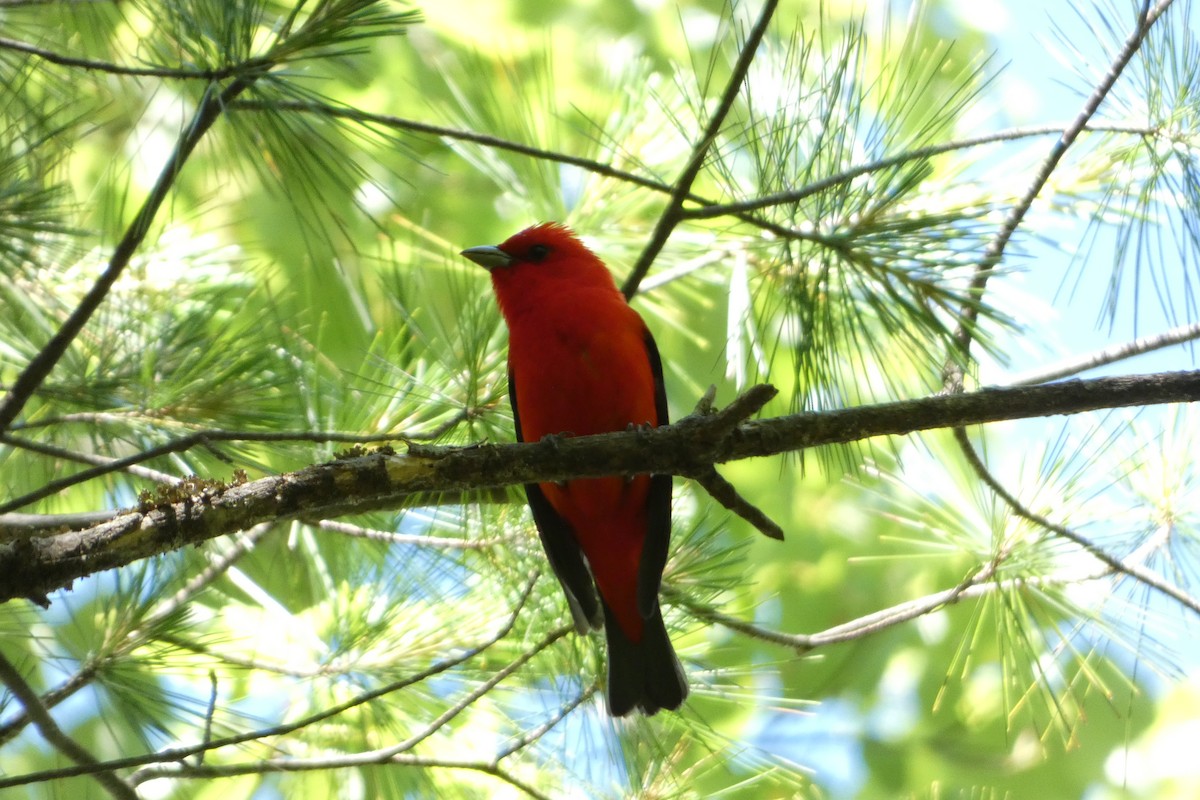 Scarlet Tanager - ML620500219