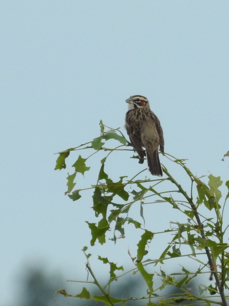 Lark Sparrow - ML620500223