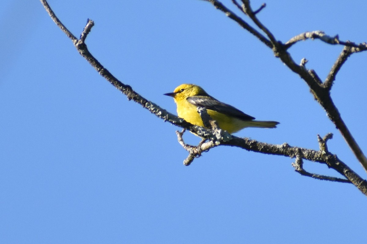 Blue-winged Warbler - ML620500224