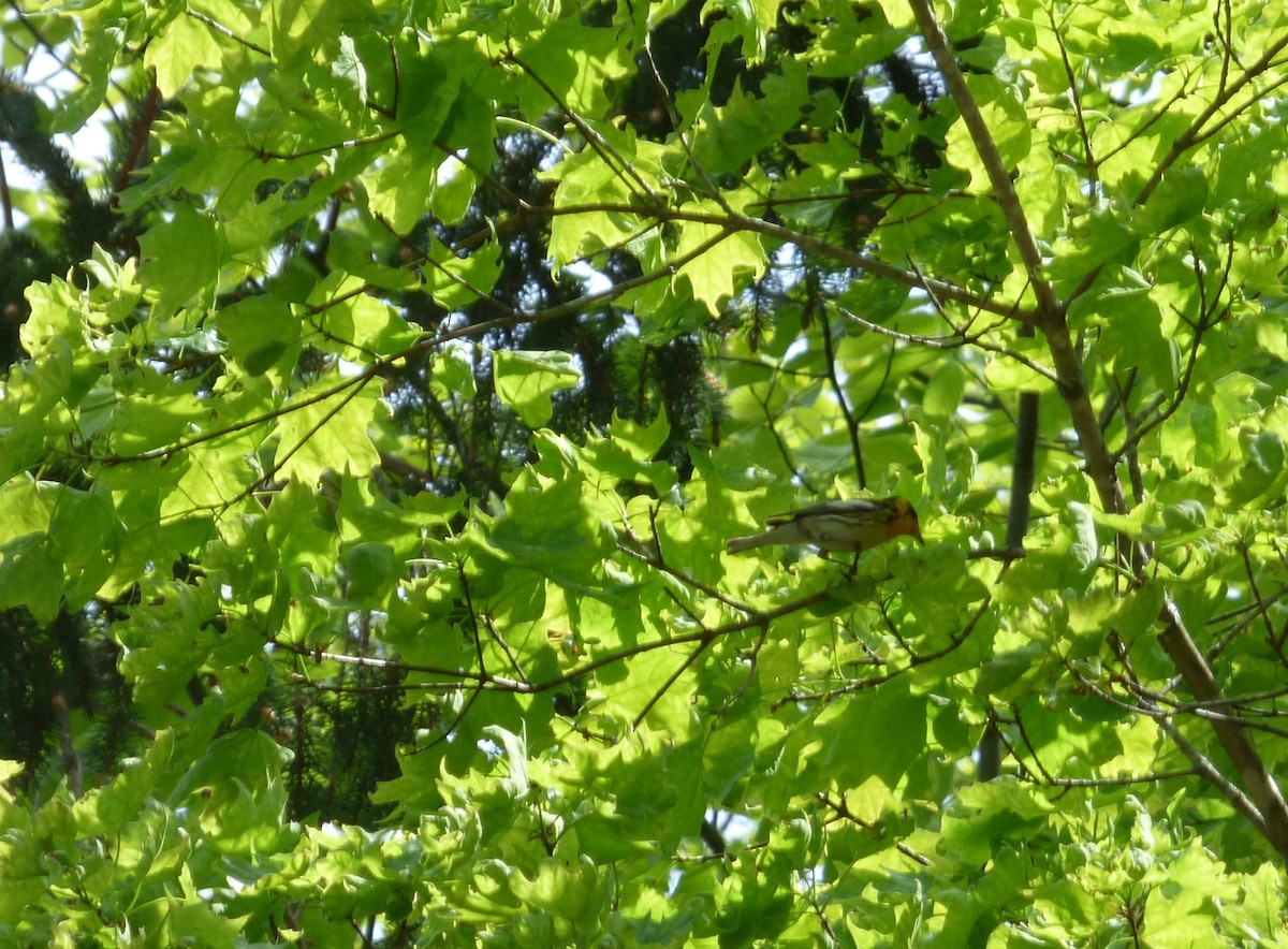 Blackburnian Warbler - Karina Ramkalawan