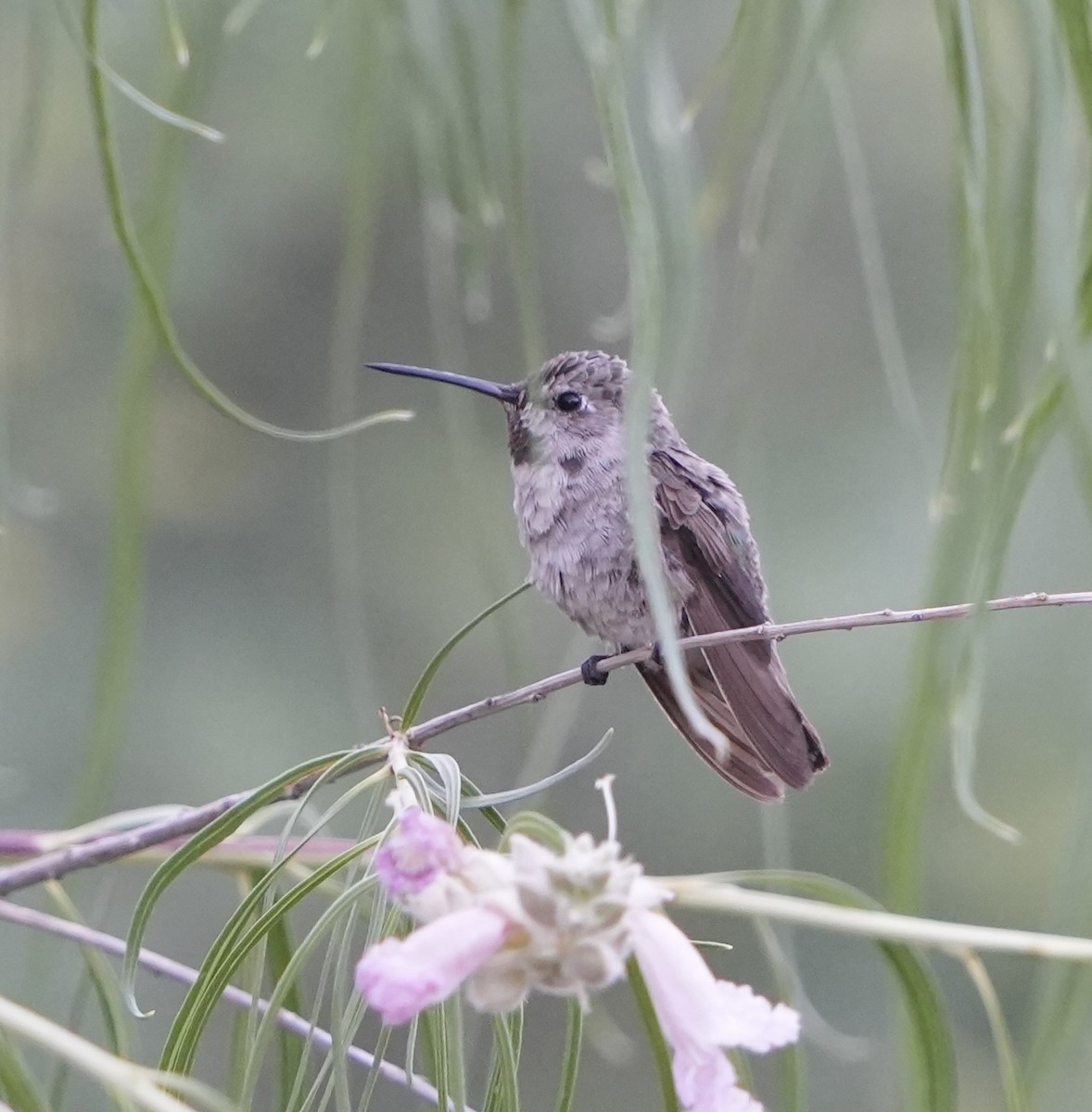 Anna's Hummingbird - ML620500231