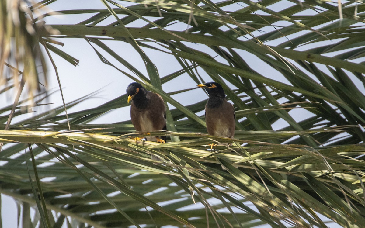 Common Myna - ML620500232