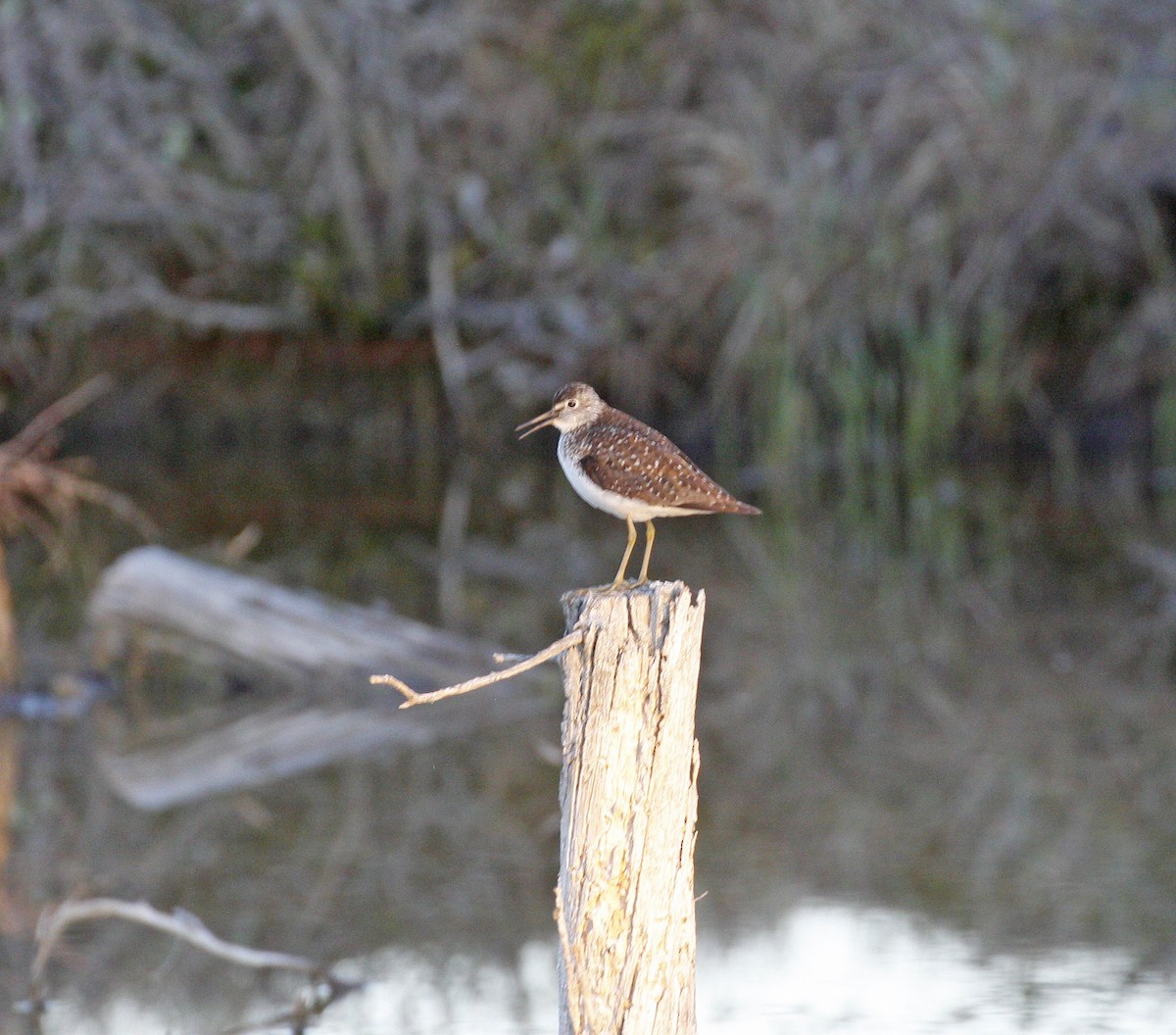 Solitary Sandpiper - ML620500236