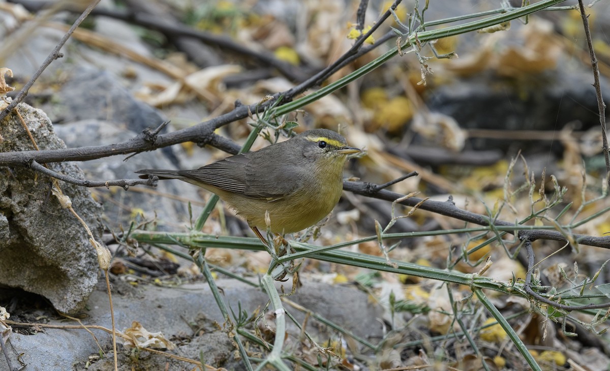 Sulphur-bellied Warbler - ML620500239