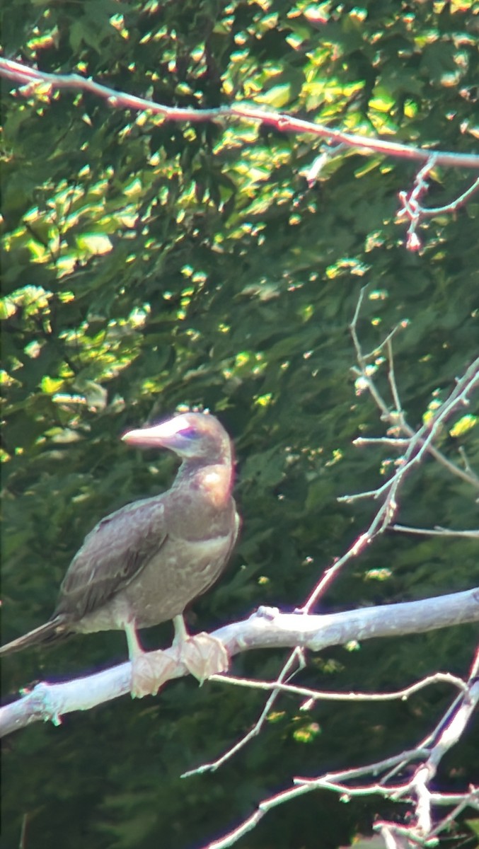 Brown Booby - ML620500241