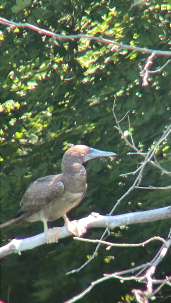 Brown Booby - ML620500242