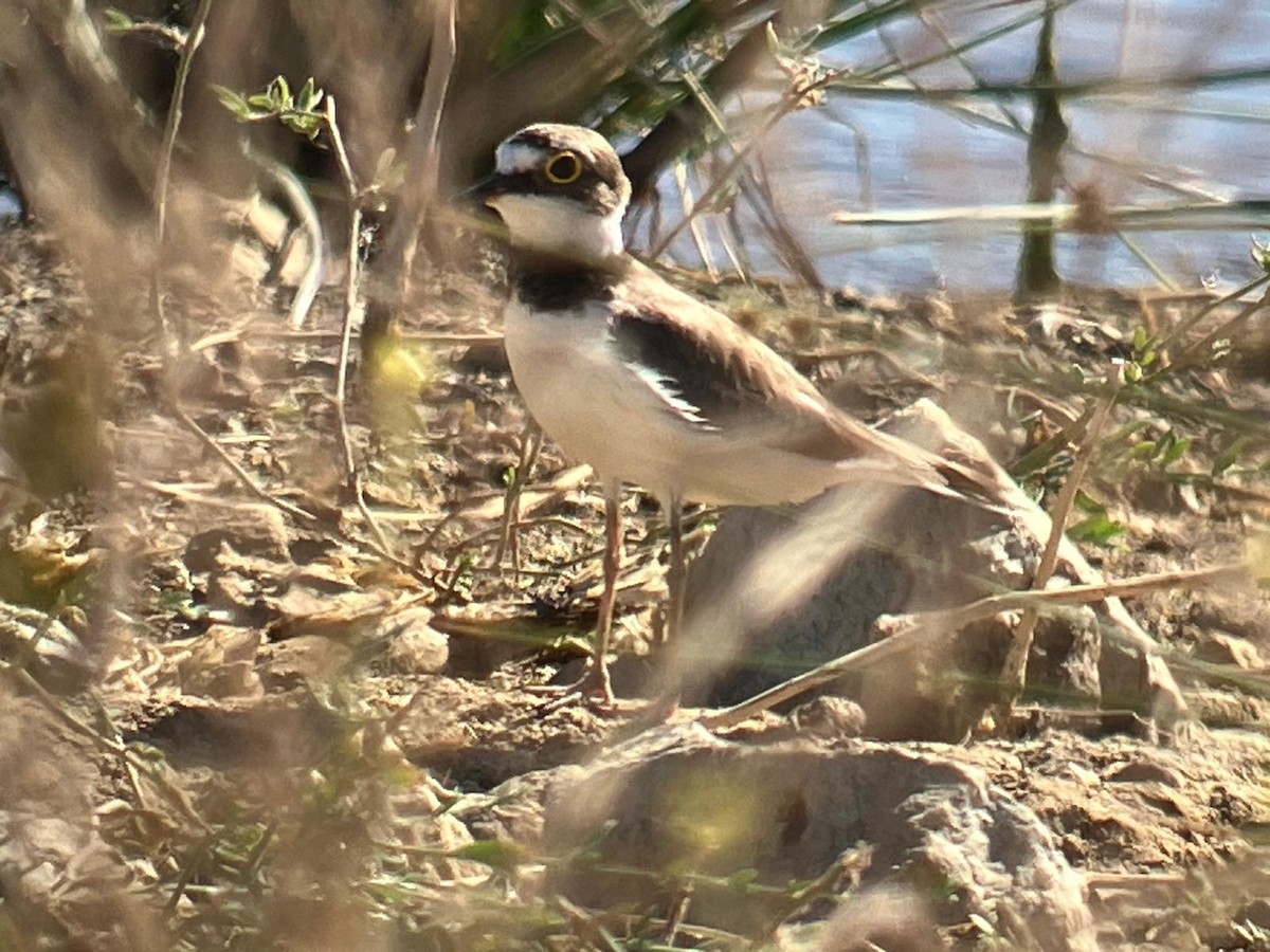 Little Ringed Plover - ML620500255