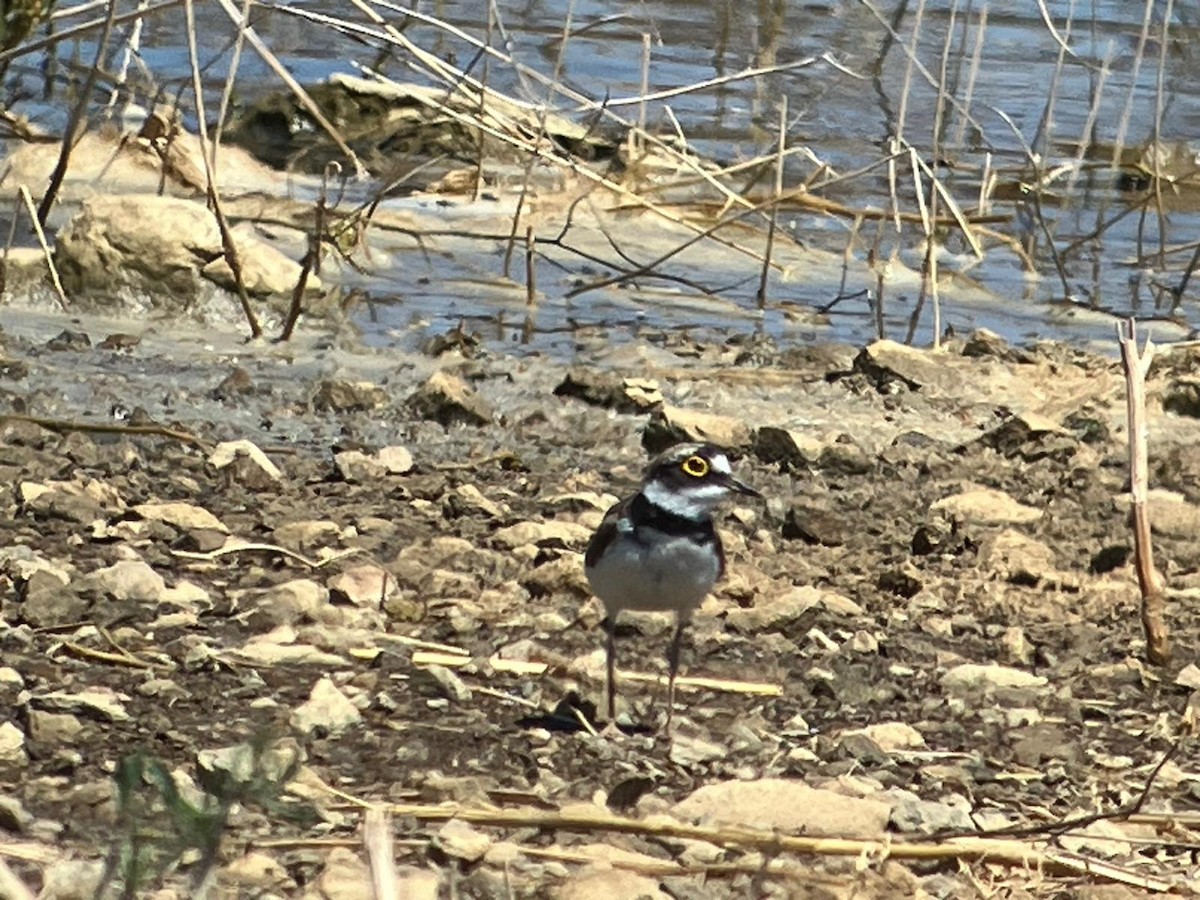Little Ringed Plover - ML620500256
