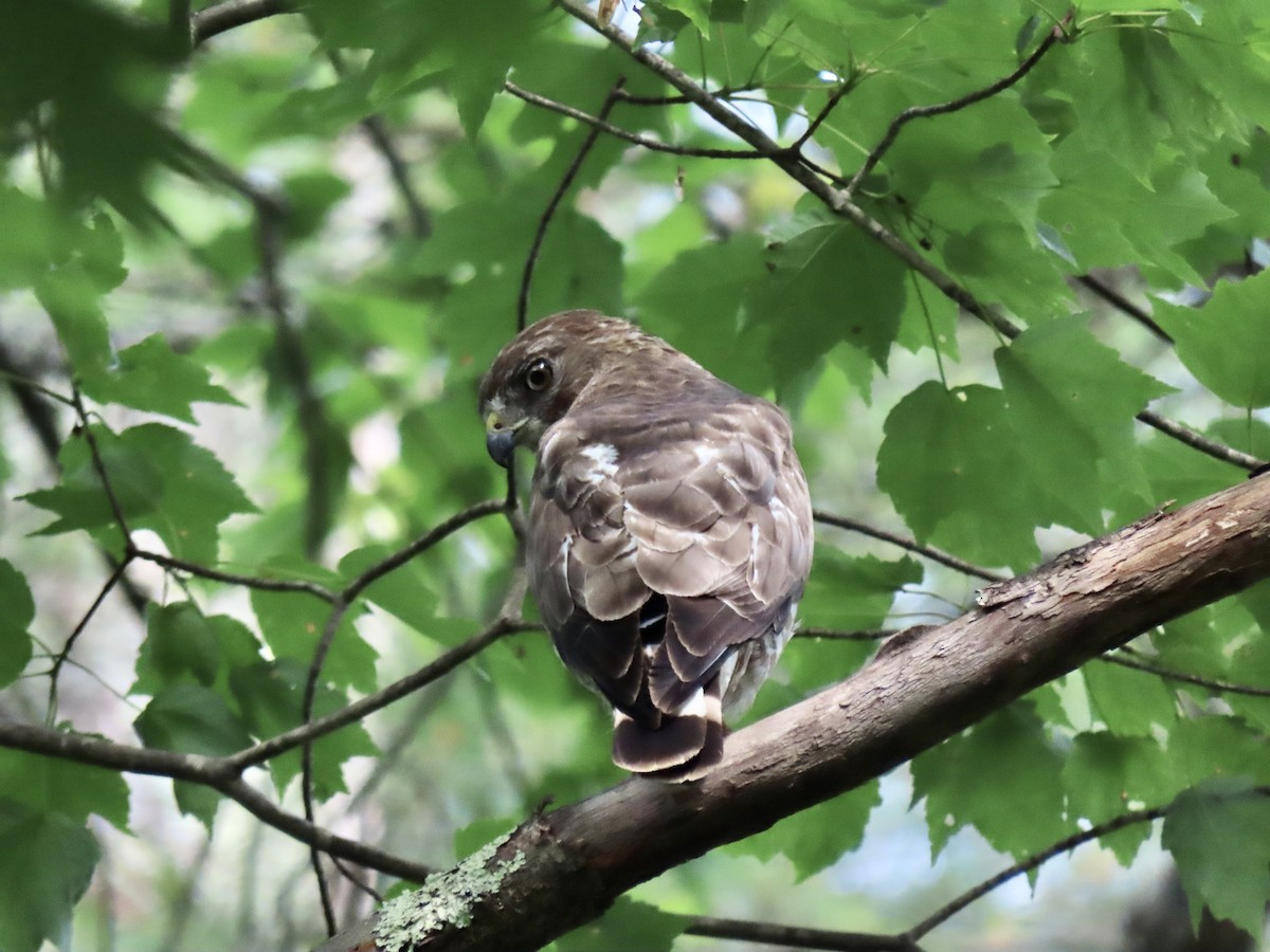 Broad-winged Hawk - ML620500261