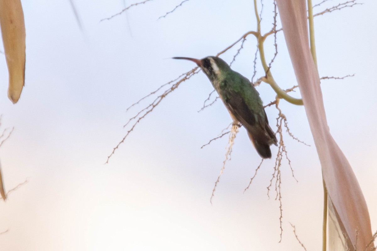 Xantus's Hummingbird - Kevin Vande Vusse