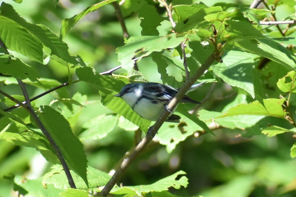 Paruline azurée - ML620500264