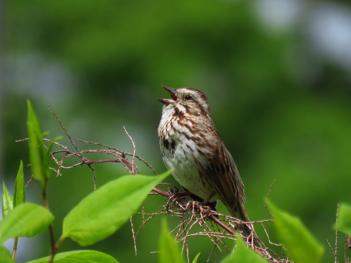 Song Sparrow - ML620500266