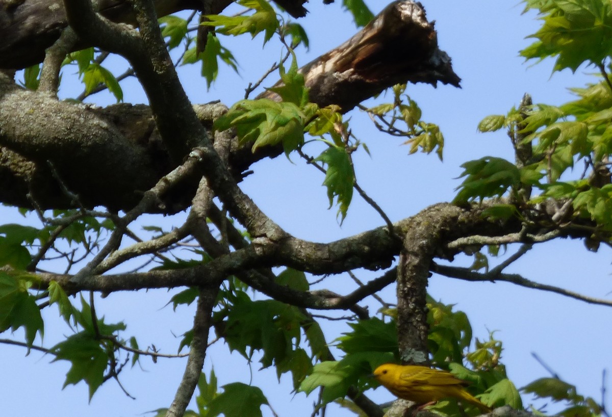 Yellow Warbler - ML620500272